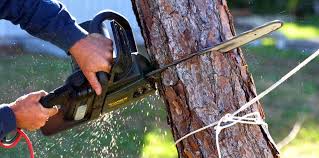 Best Tree Preservation Services  in Brewster, WA