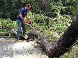 Best Fruit Tree Pruning  in Brewster, WA