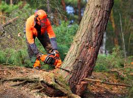 Best Stump Grinding and Removal  in Brewster, WA