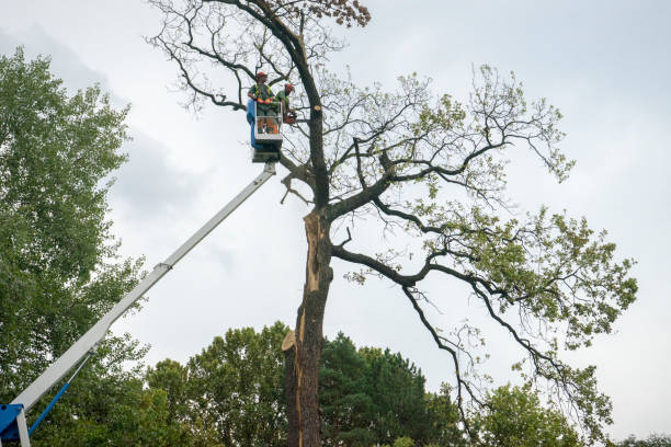 Best Utility Line Clearance  in Brewster, WA