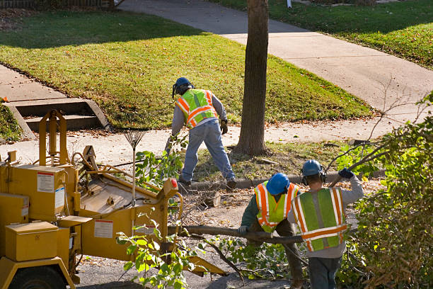 Best Tree Removal  in Brewster, WA